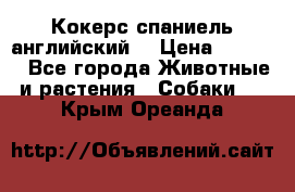 Кокерс спаниель английский  › Цена ­ 4 500 - Все города Животные и растения » Собаки   . Крым,Ореанда